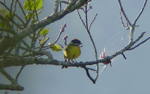 Moustached brush finch